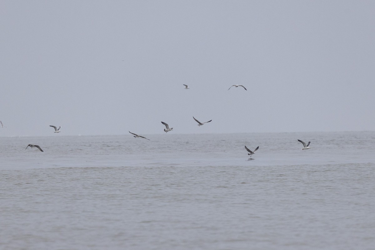Lesser Black-backed Gull - ML642051277