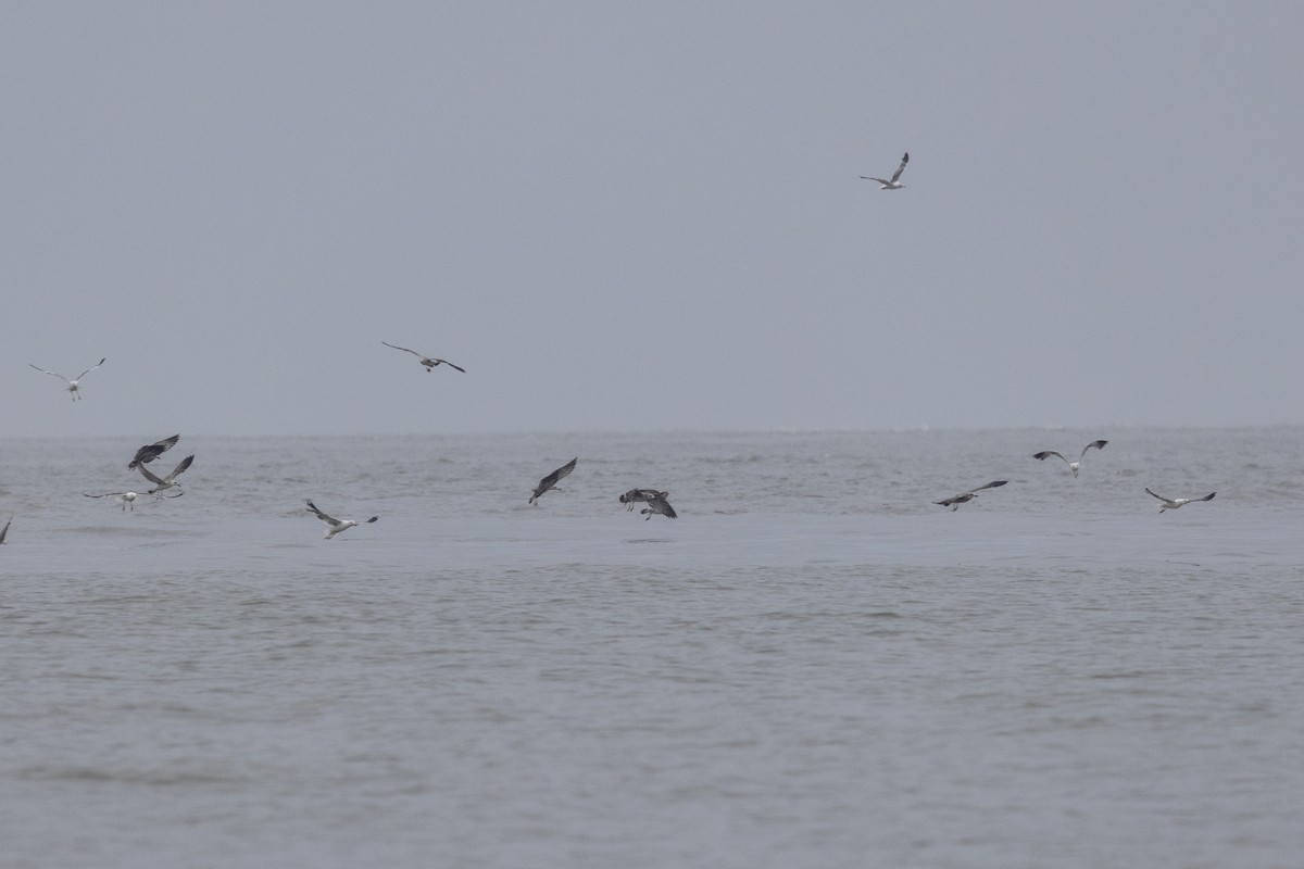Lesser Black-backed Gull - ML642051279