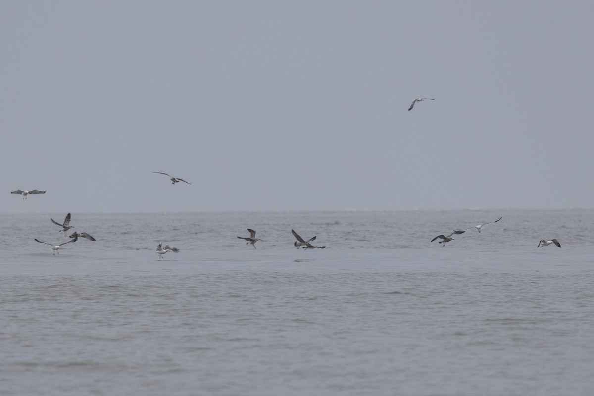 Lesser Black-backed Gull - ML642051280