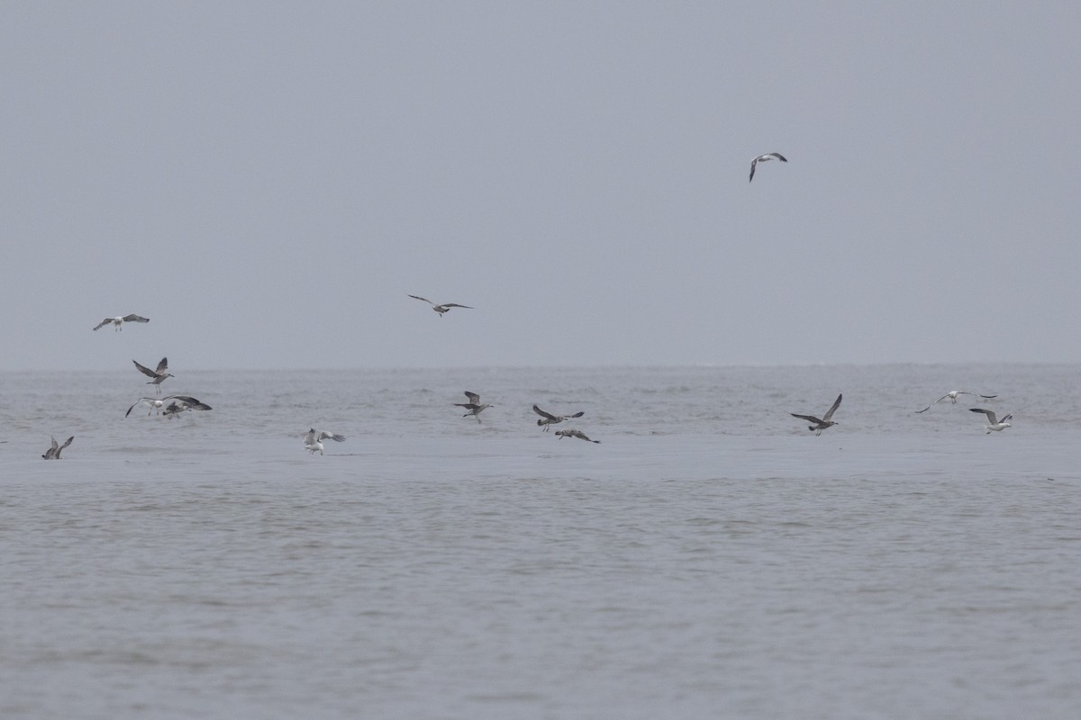 Lesser Black-backed Gull - ML642051281