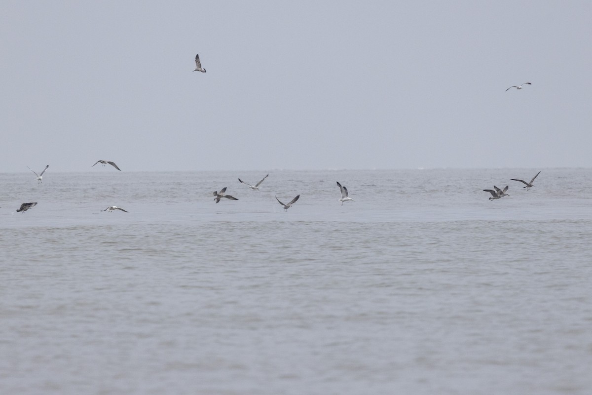 Lesser Black-backed Gull - ML642051282