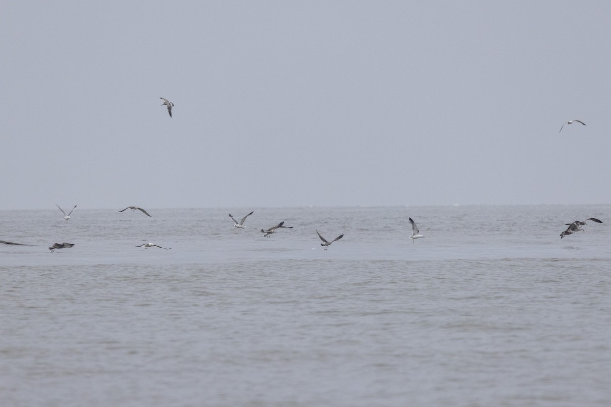 Lesser Black-backed Gull - ML642051283