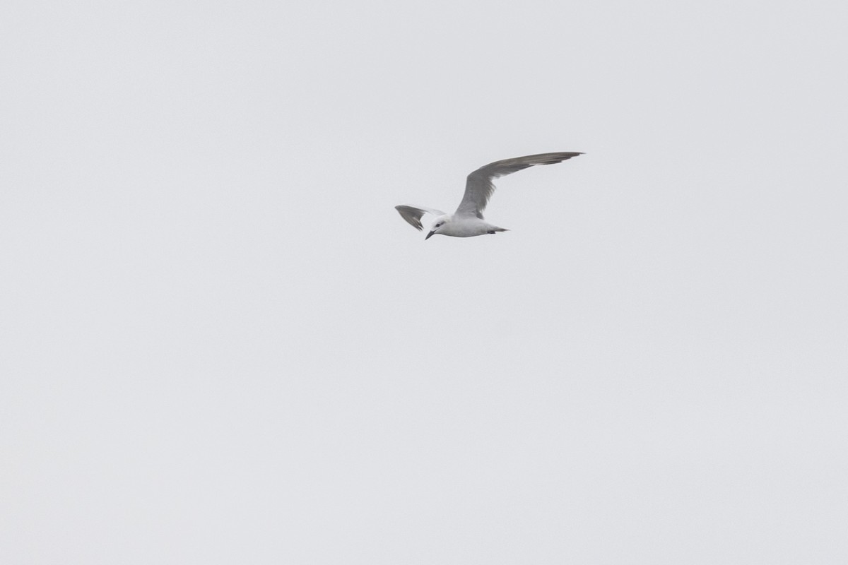 Eastern Cattle-Egret - ML642051285