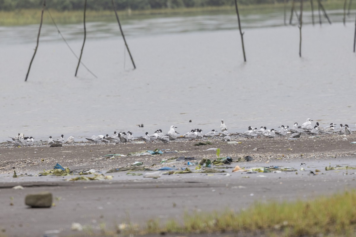 Common Tern - ML642051290
