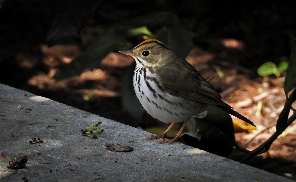 Ovenbird - ML642051294