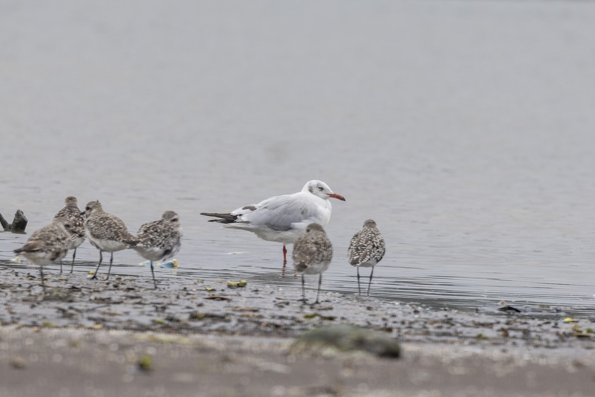 Brown-headed Gull - ML642051296