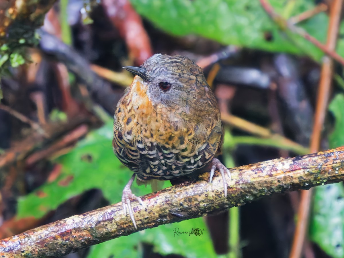 Rufous-throated Wren-Babbler - ML642051301