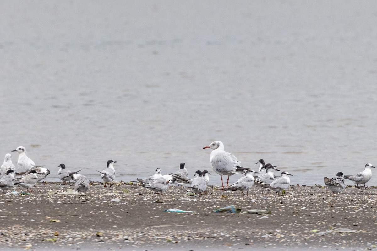 Gaviota Centroasiática - ML642051313