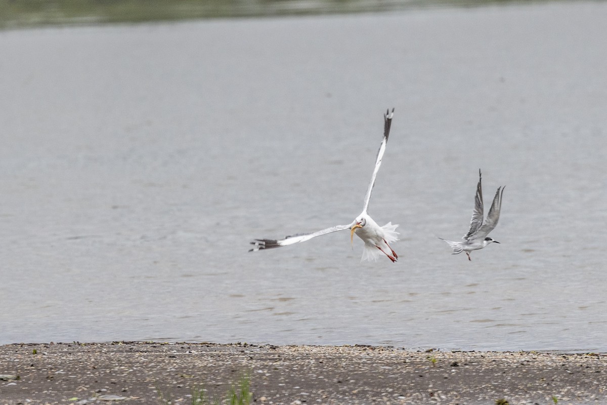Brown-headed Gull - ML642051316