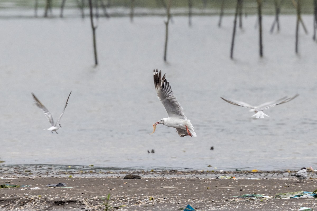Brown-headed Gull - ML642051318