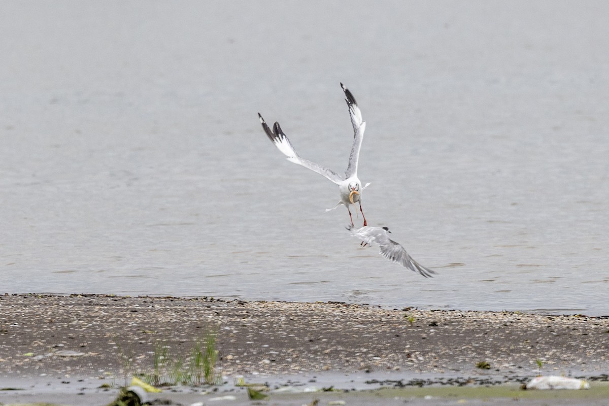 Brown-headed Gull - ML642051319