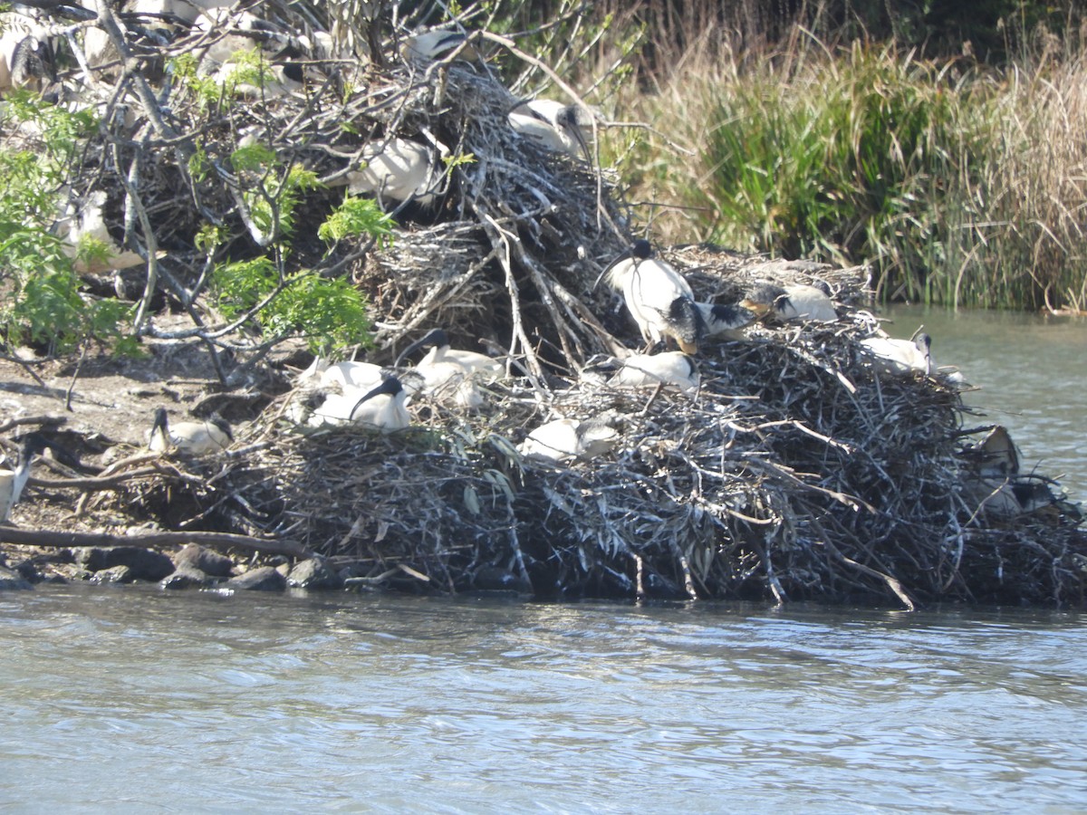 Australian Ibis - ML642051321