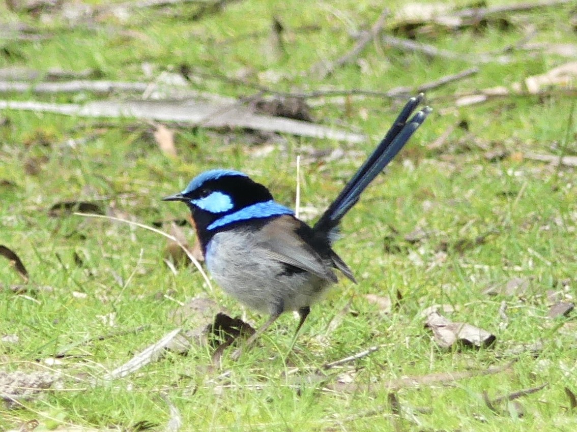 Superb Fairywren - ML642051326