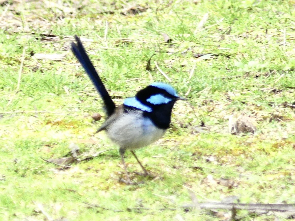 Superb Fairywren - ML642051327
