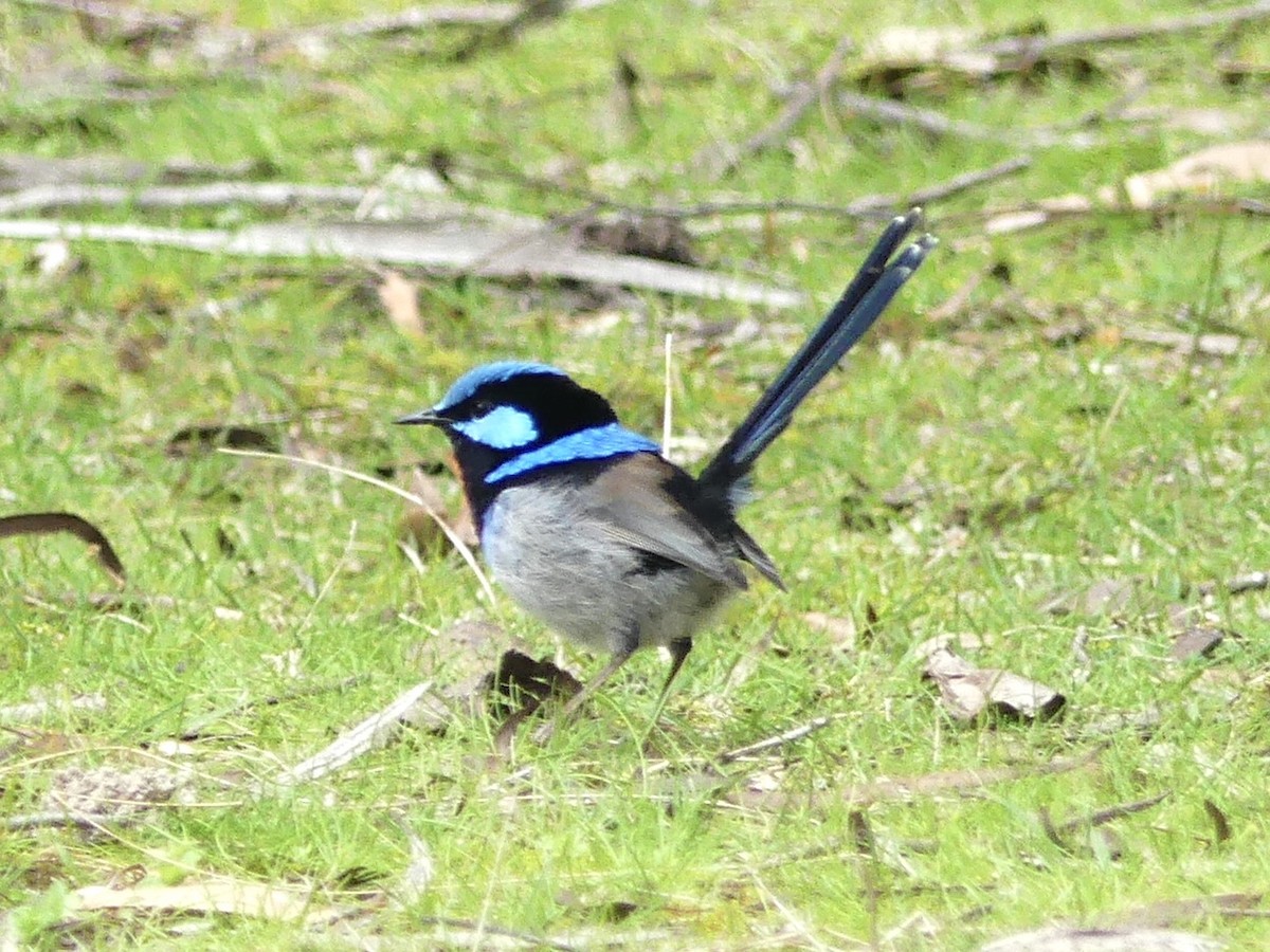 Superb Fairywren - ML642051328