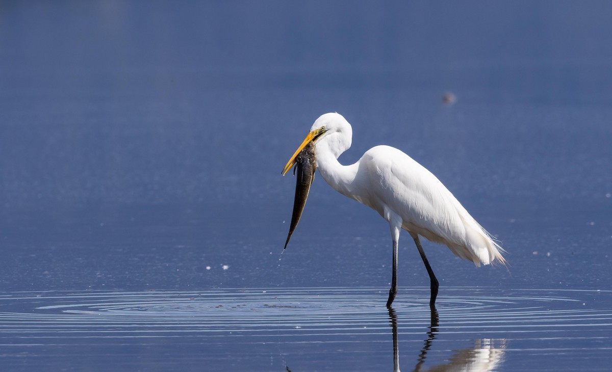 Great Egret - ML642051342