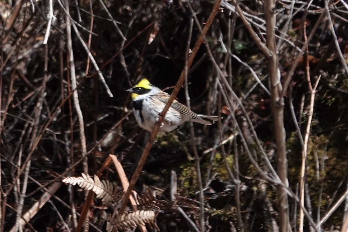 Yellow-throated Bunting - ML642051343