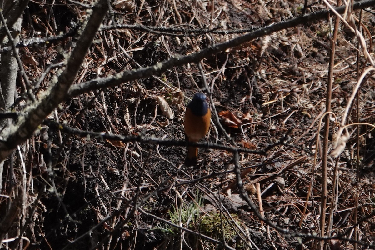 Blue-fronted Redstart - ML642051344