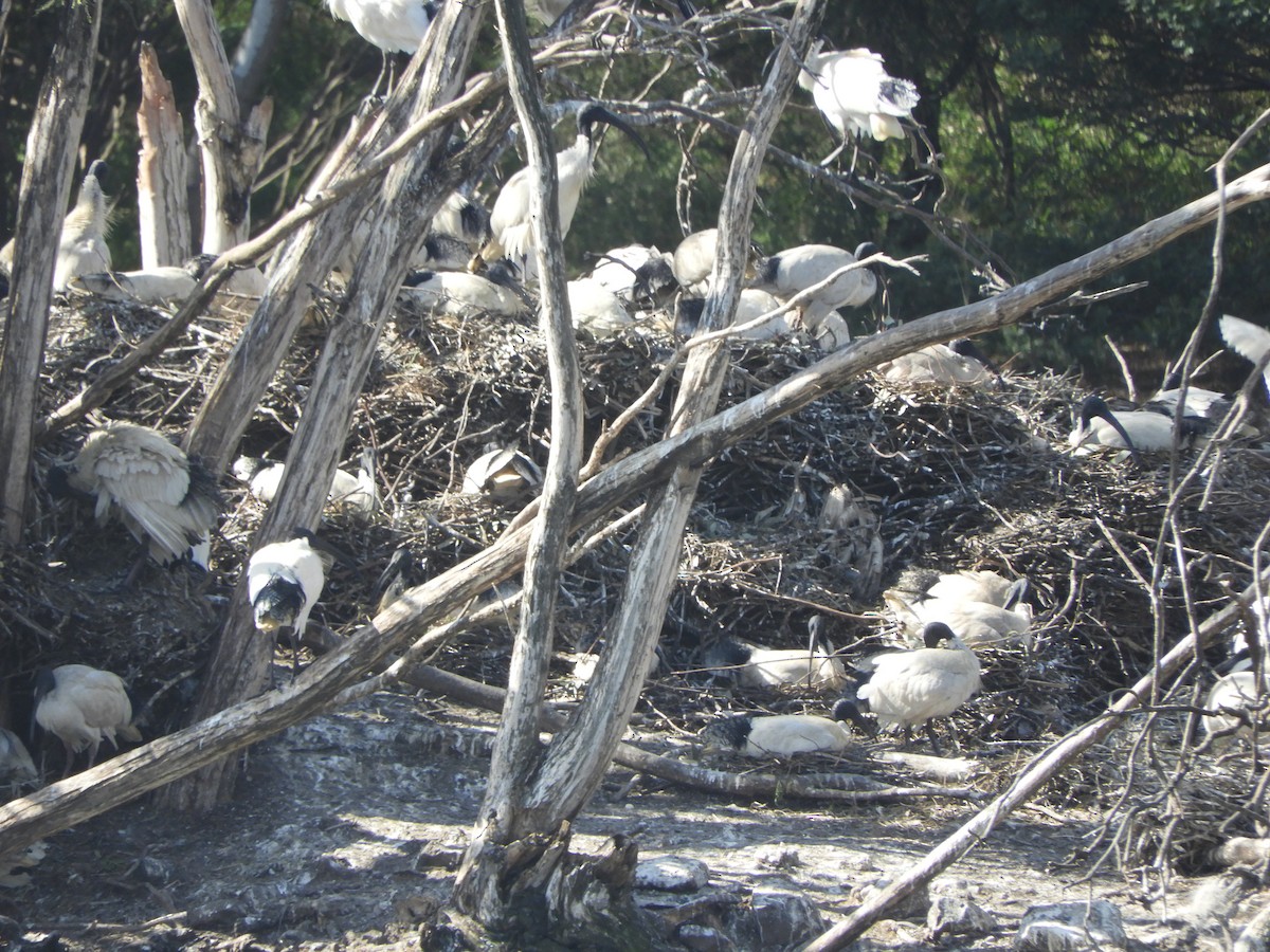 Australian Ibis - ML642051355