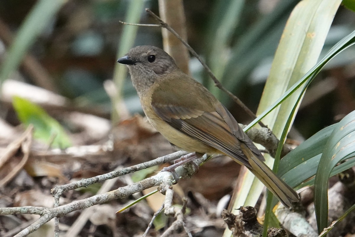 Golden Whistler (Eastern) - ML642051356