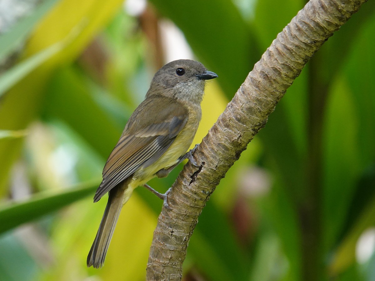 Golden Whistler (Eastern) - ML642051357