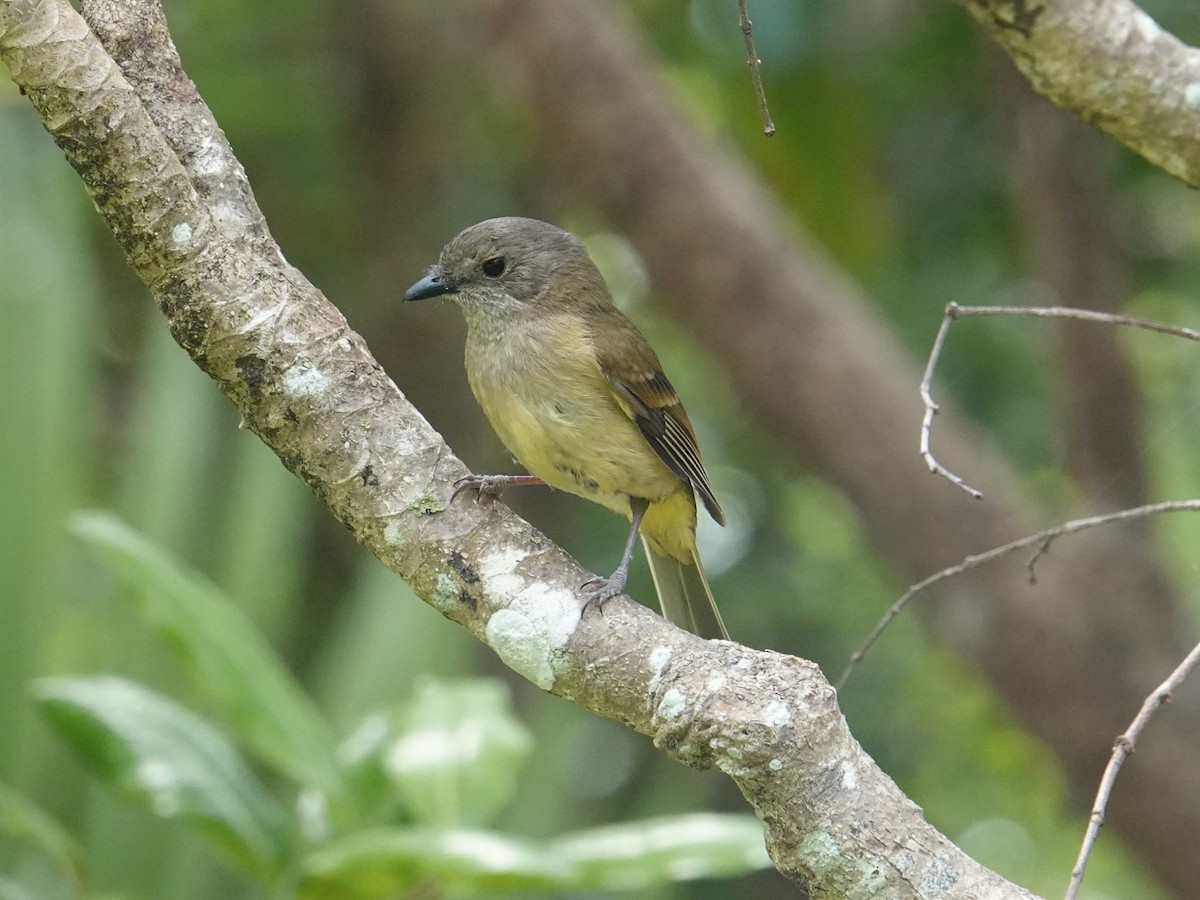 Golden Whistler (Eastern) - ML642051358