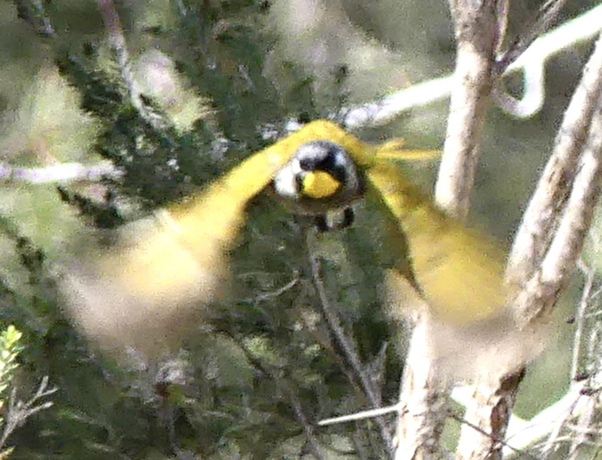 Yellow-throated Honeyeater - ML642051359