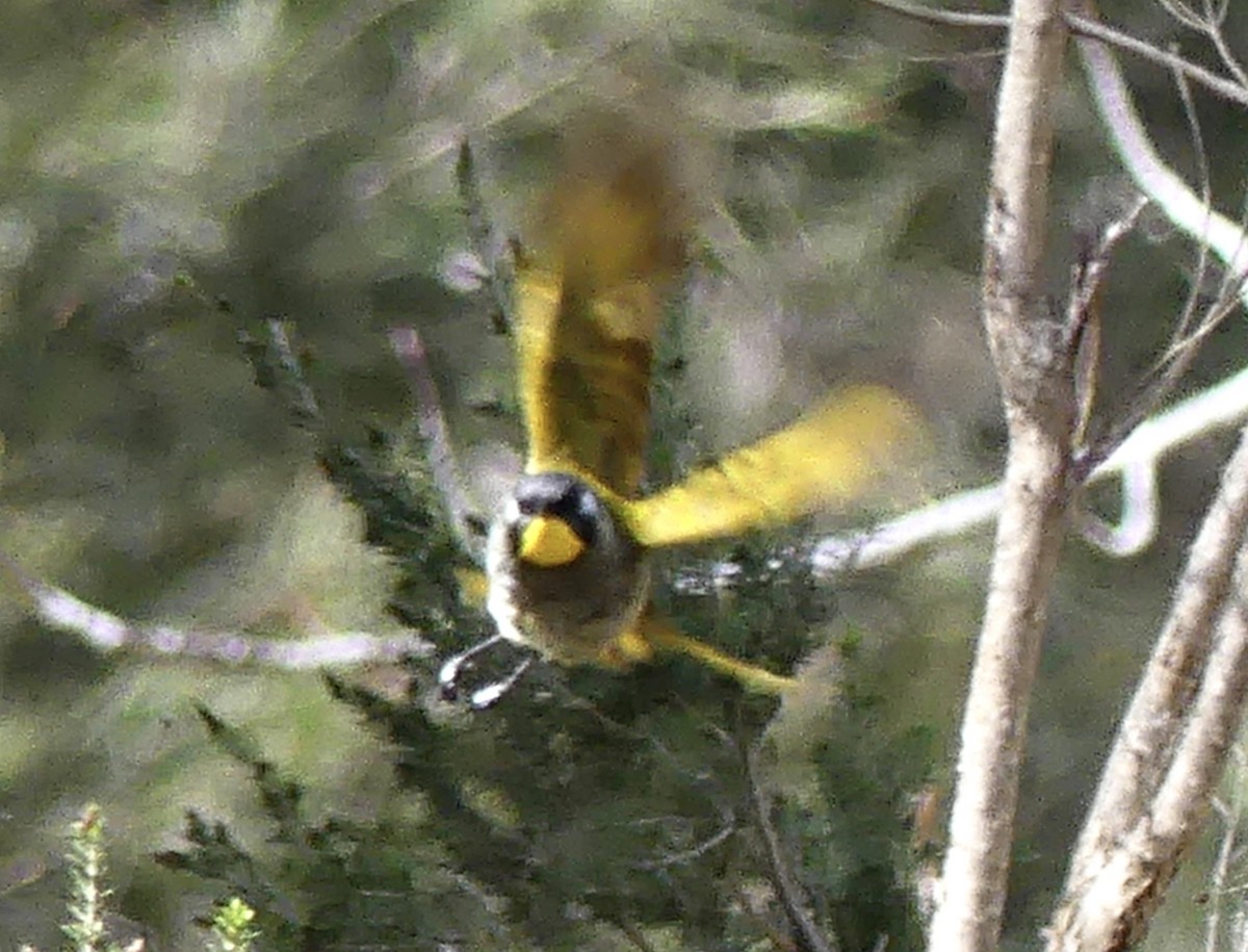 Yellow-throated Honeyeater - ML642051360