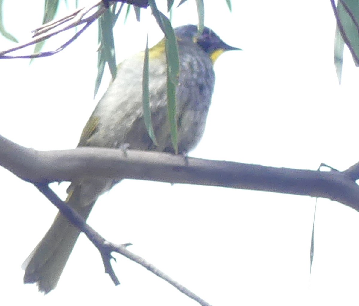 Yellow-throated Honeyeater - ML642051371