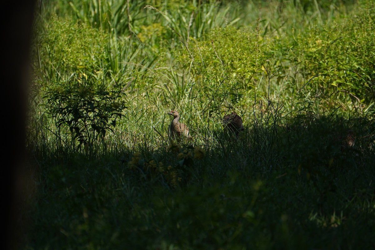 Gray Francolin - ML642051392