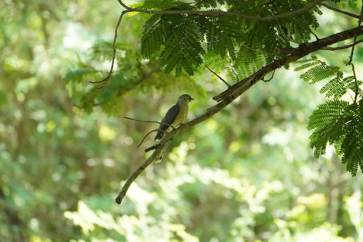 Common Hawk-Cuckoo - ML642051393