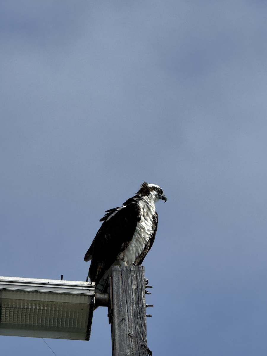 Osprey - ML642051405
