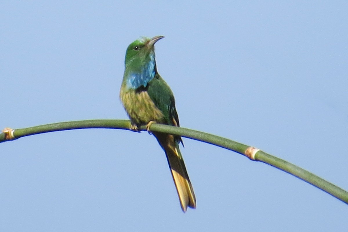 Blue-bearded Bee-eater - ML642051407