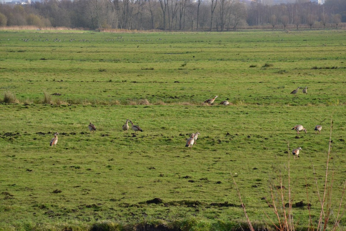 Egyptian Goose - ML642051409