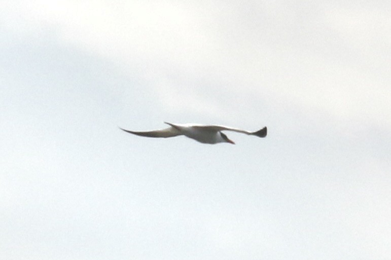 Caspian Tern - ML642051411