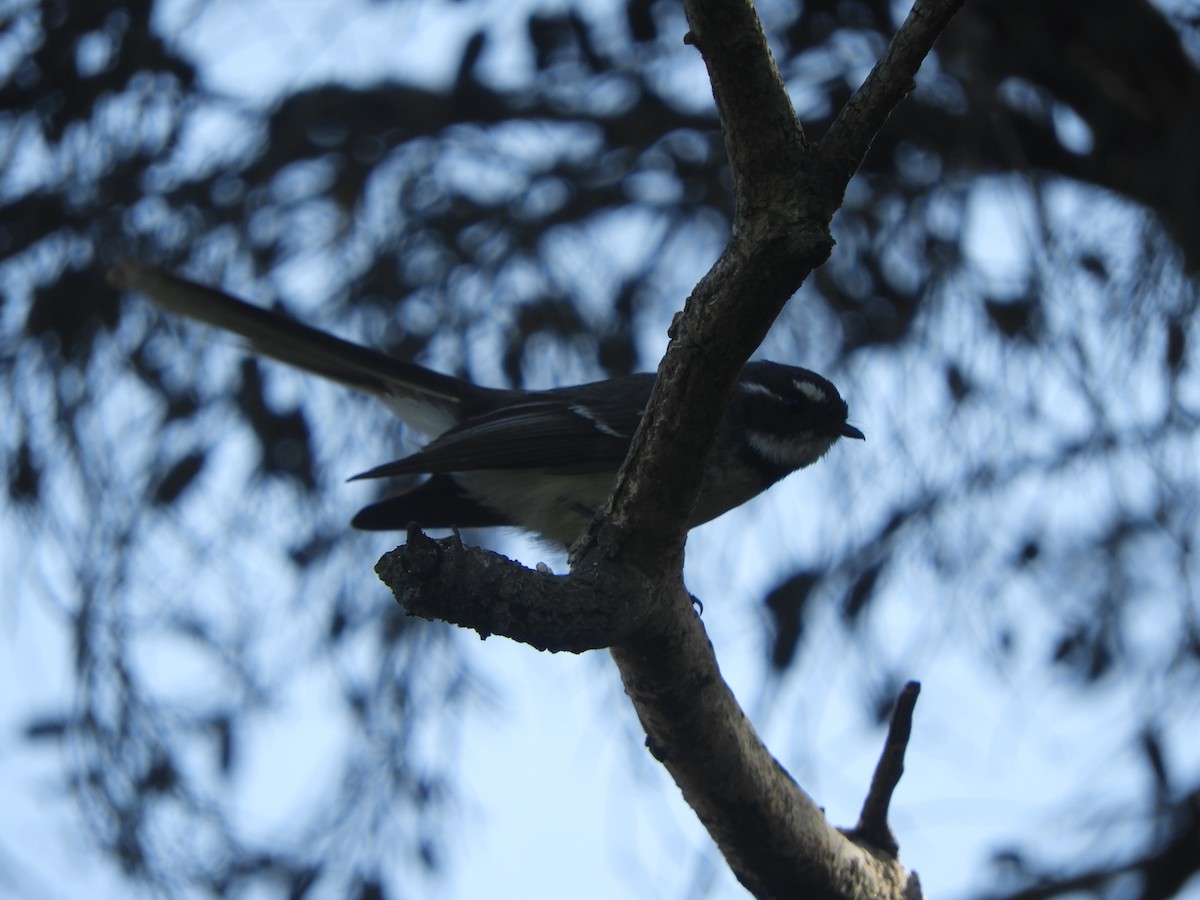 Gray Fantail - ML642051412