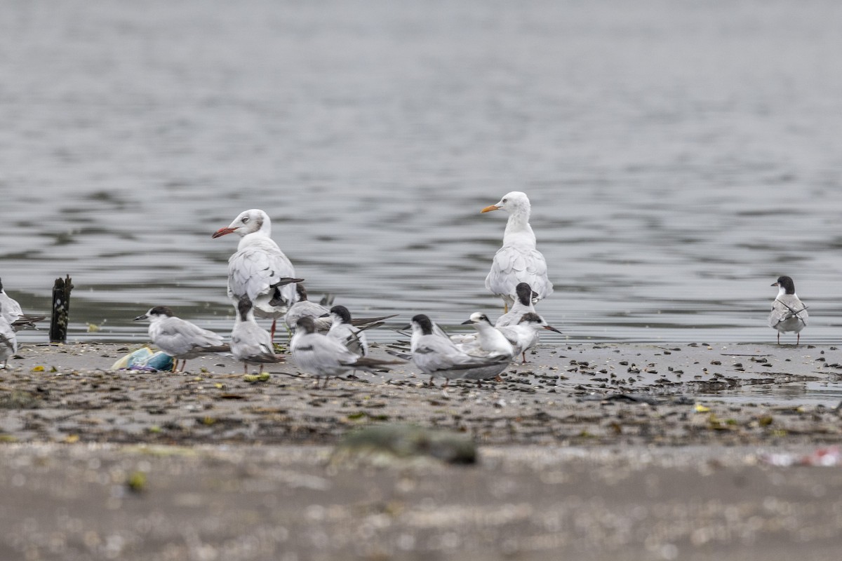 Brown-headed Gull - ML642051439
