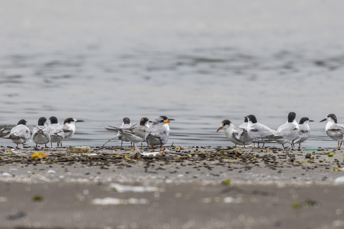 River Tern - ML642051440