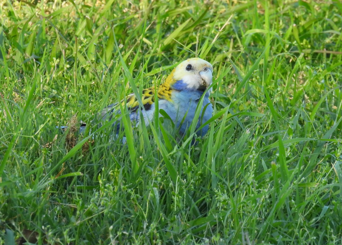 Pale-headed Rosella - ML642051460
