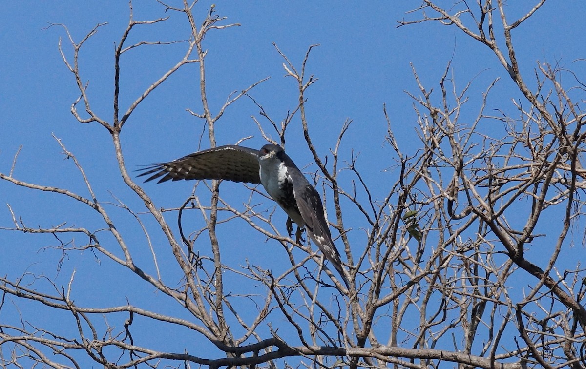 Black Goshawk - ML642051466