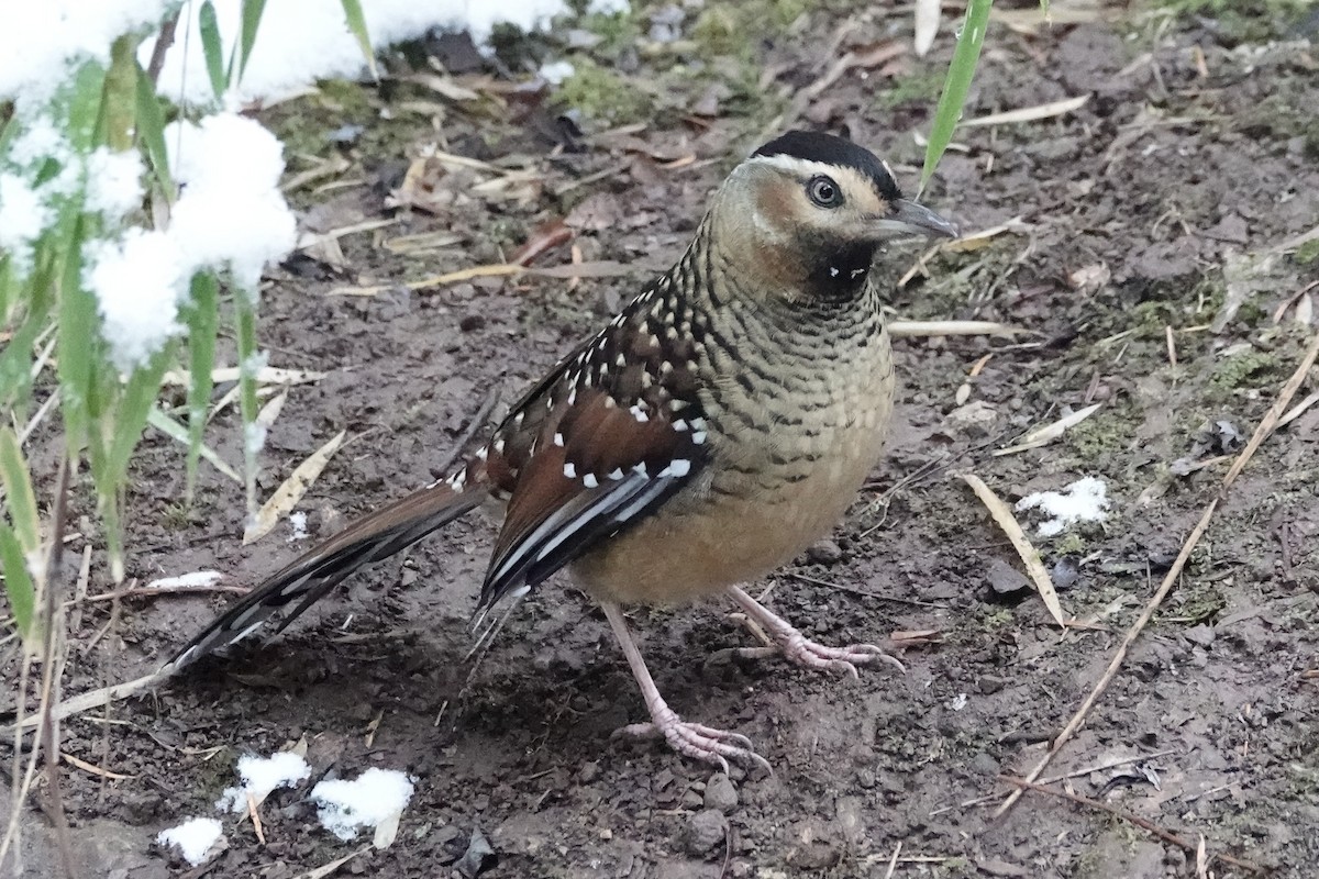 Spotted Laughingthrush - ML642051469