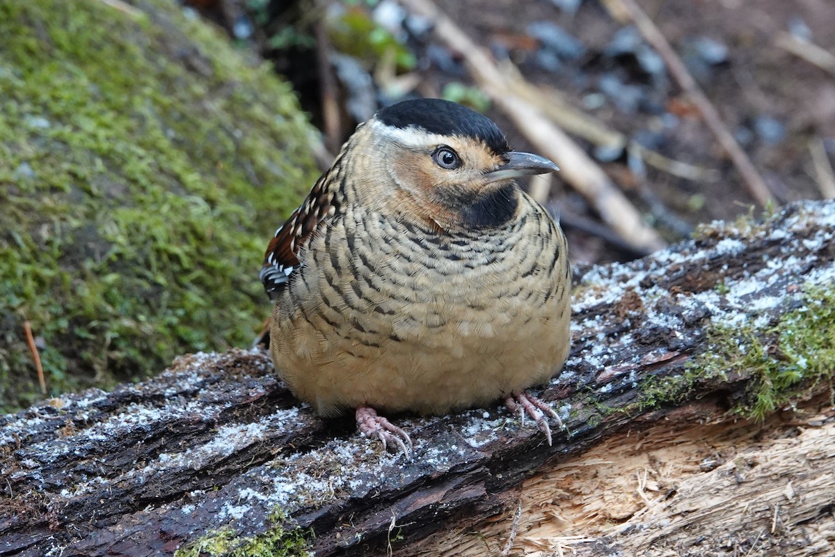 Spotted Laughingthrush - ML642051470