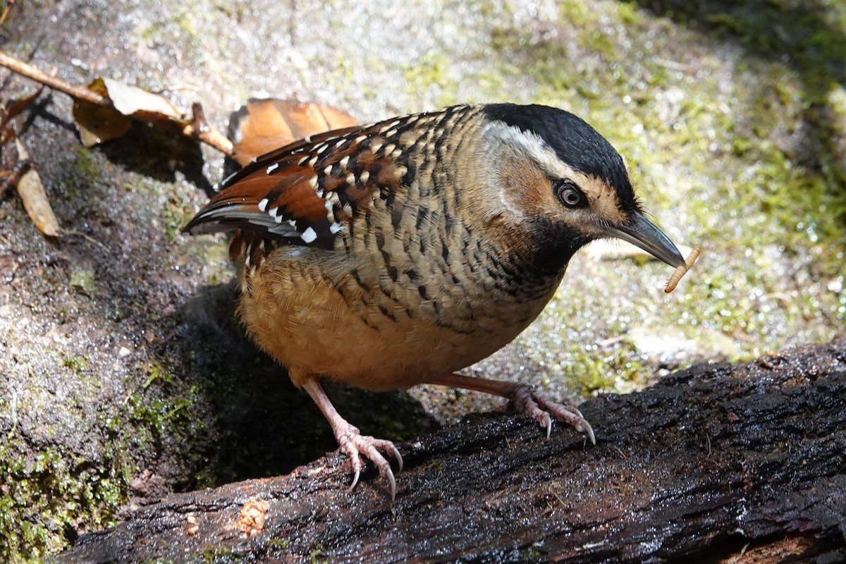 Spotted Laughingthrush - ML642051471