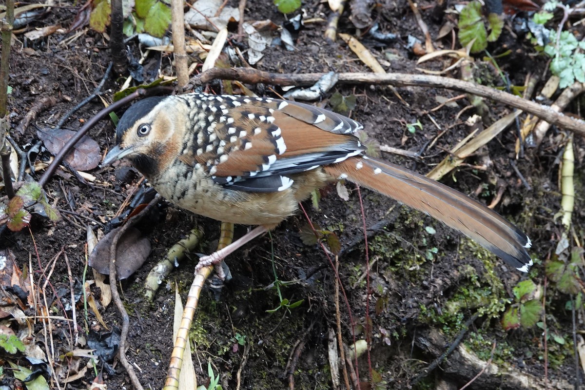 Spotted Laughingthrush - ML642051472