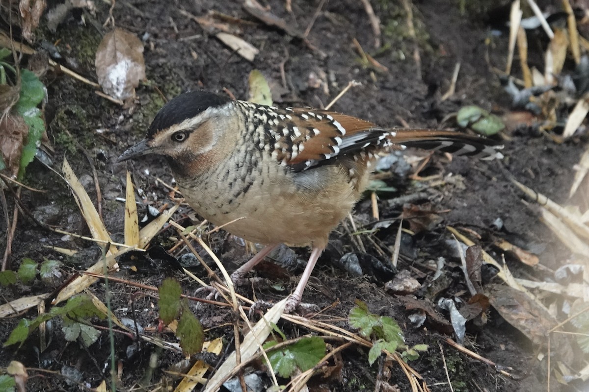 Spotted Laughingthrush - ML642051473