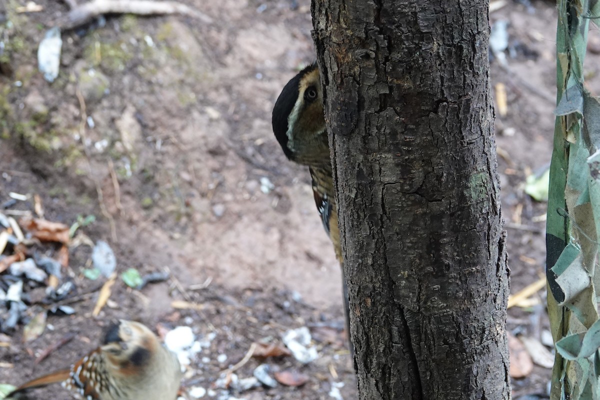 Spotted Laughingthrush - ML642051474