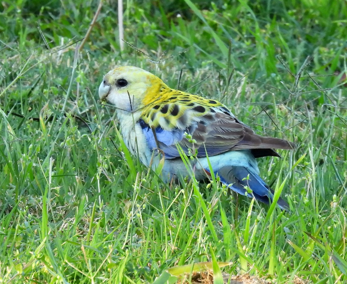 Pale-headed Rosella - ML642051477