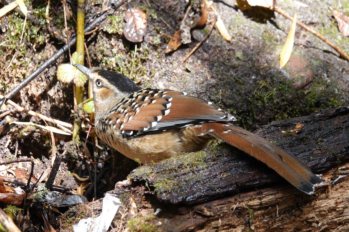Spotted Laughingthrush - ML642051478