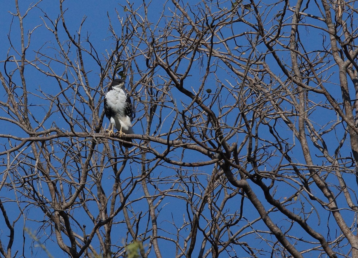 Black Goshawk - ML642051479