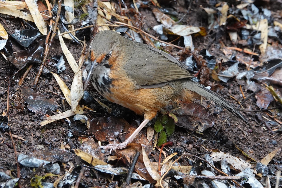 Black-streaked Scimitar-Babbler - ML642051480